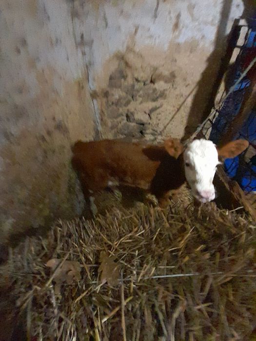 Пролаєця теличіка 10 днів