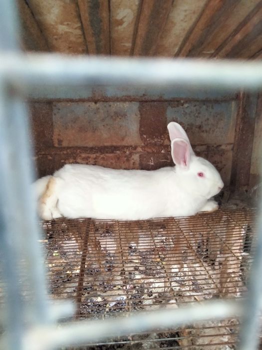 Продаю кролів Білий Панон
