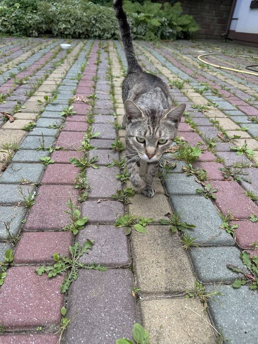 Хлопчик , котеня 5 місяців шукає родину