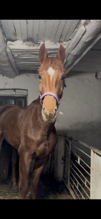 klacz 4lata zajezdzona