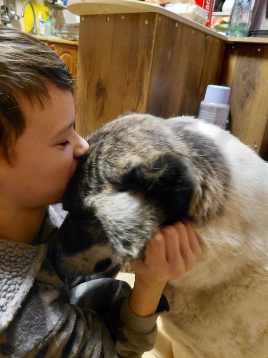 Мей-кун, Коне-корса, Алабай