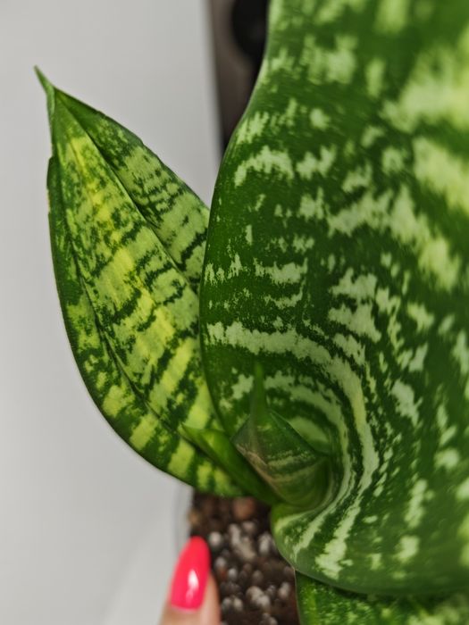 Sansevieria Futura var
