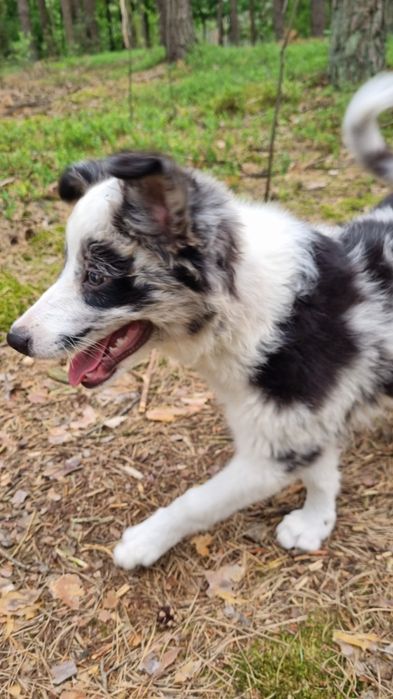 Border Collie suczka blue merle