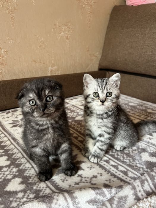 Котята (мальчики) шотландские вислоухий и прямоухий