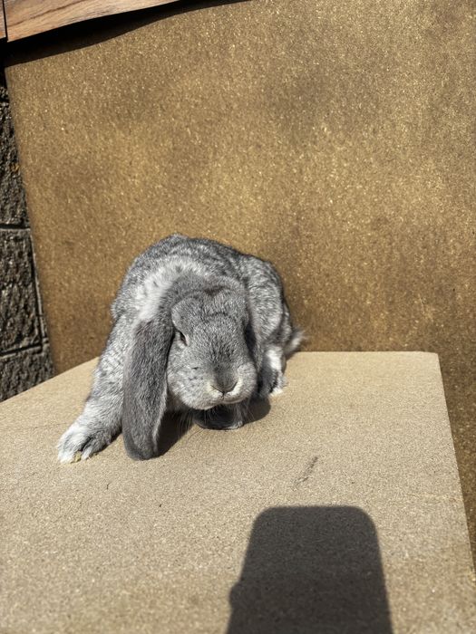 Baran francuski samczyk szary