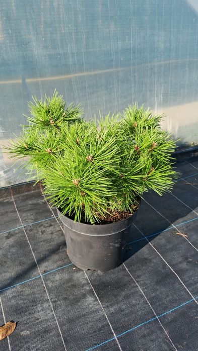 сосна щеплена /сосна привитая