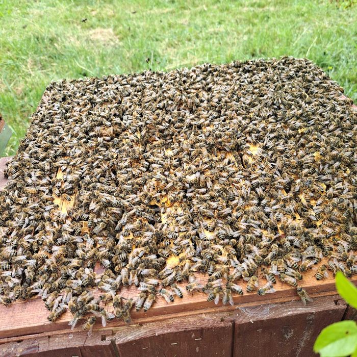 Matki pszczele 25 zł