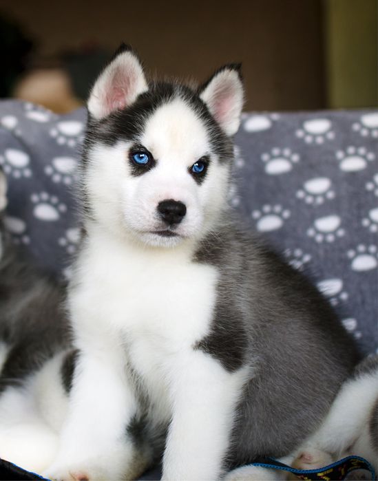 Хлопчик Хаскі. Родовід КСУ.