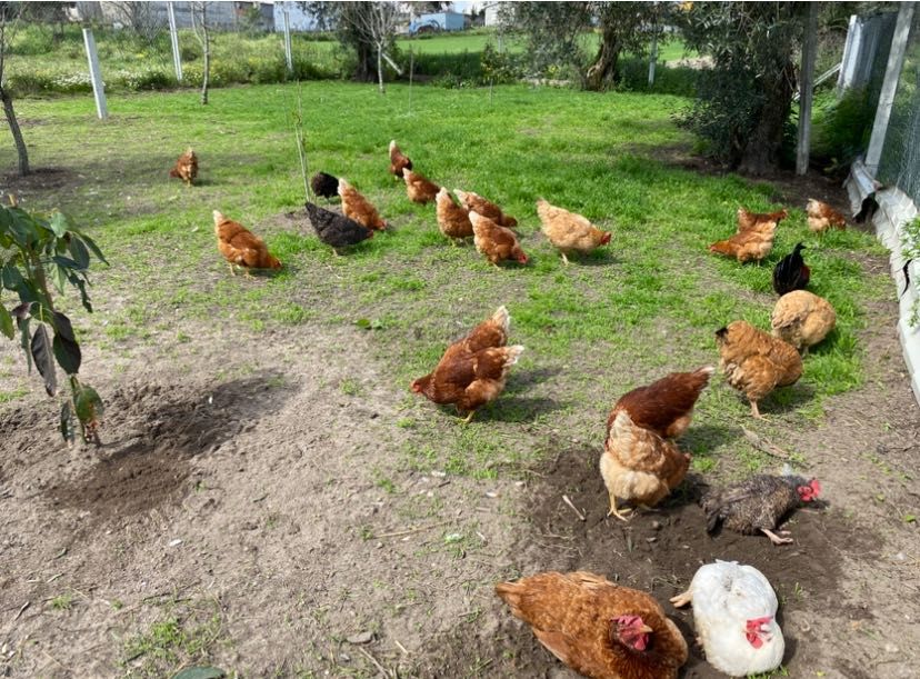 Ovos de galinha CASEIROS