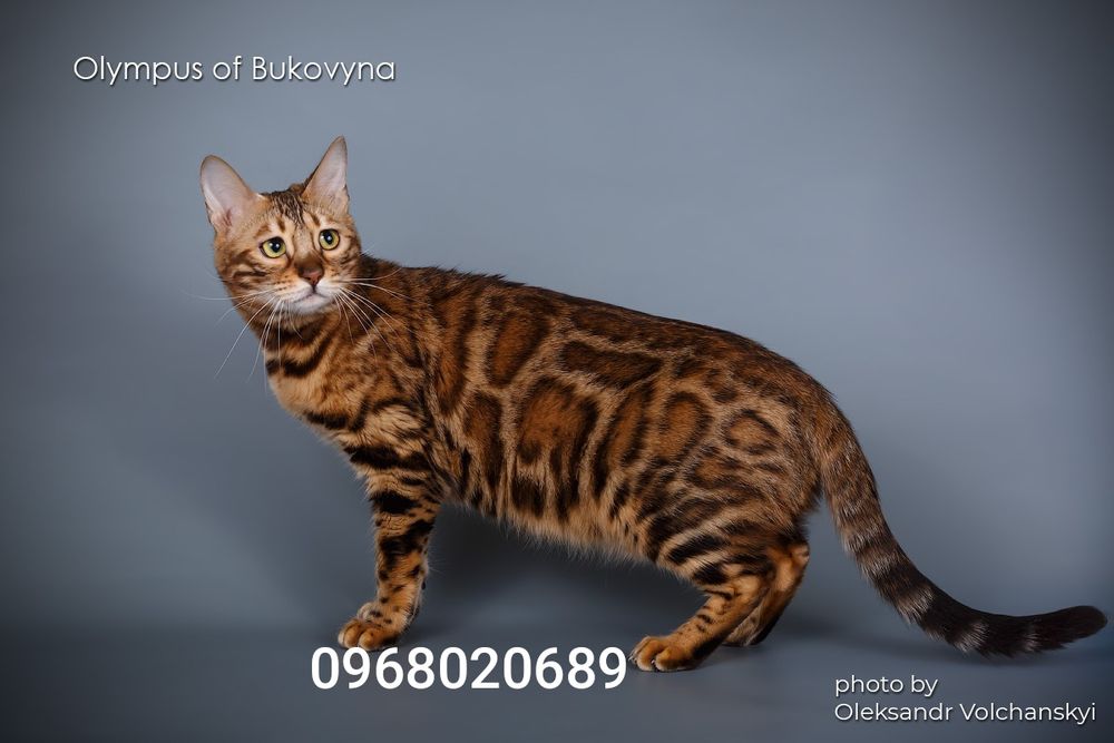 Документи WCF,є дівчинка та хлопчики