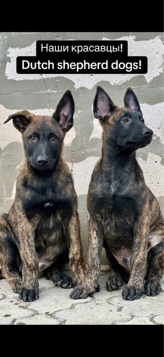 Duth shepherd dogs! Голландские овчарки - хердеры!