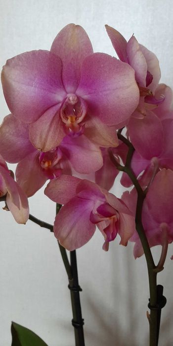 Фаленопсис орхидея
