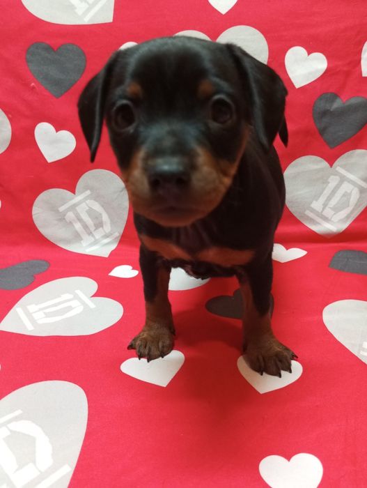 Щенок девочка Цвергпинчер.