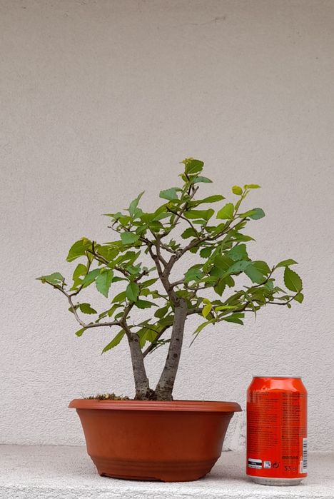 Bonsai Zelkova Serrata-duplo tronco