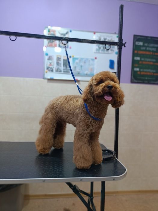 Мальчик Мальтипу, для случки