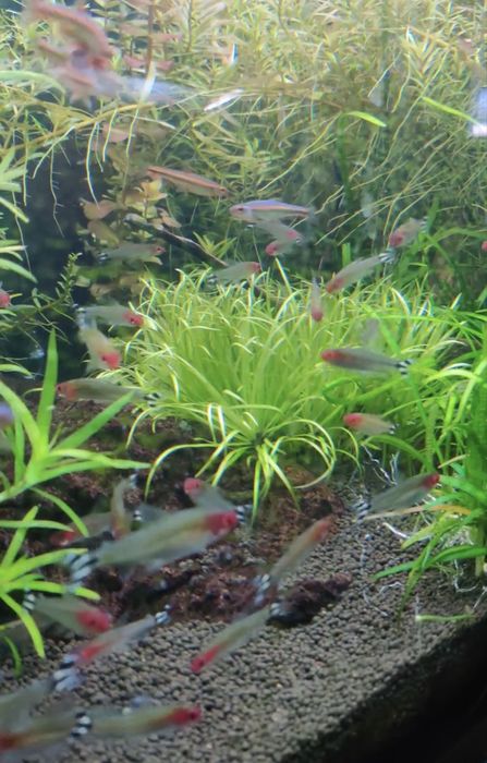 Блікса японська  Буцефаландри