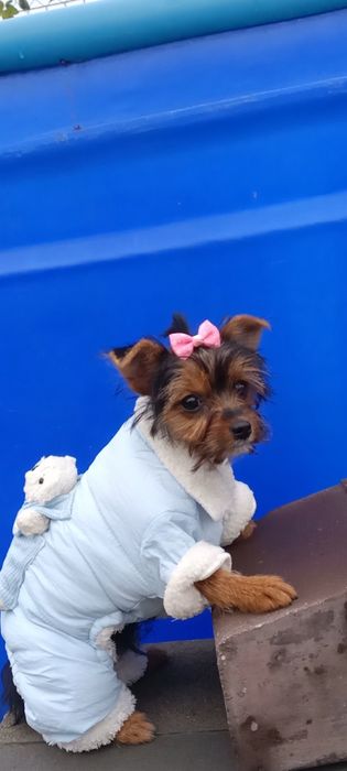 Дівчинка йоркширського тер'єра