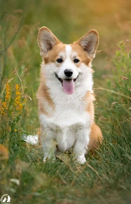 Кобель вельш коргі пемброк.