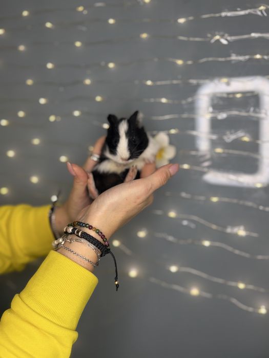 Морські свинки чарівні guinea pig різних порід