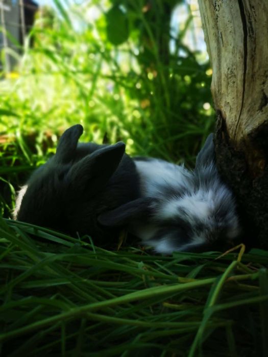 Mini Lop Królik Miniaturka baranek - jak pluszak