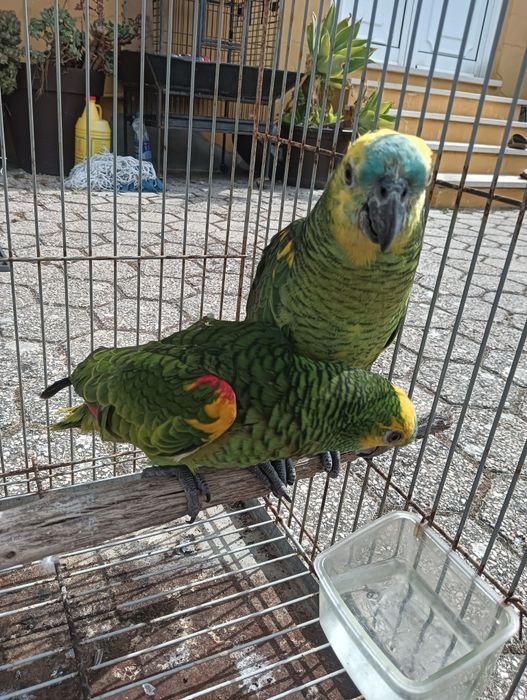Casal de aestivas xhantoperix