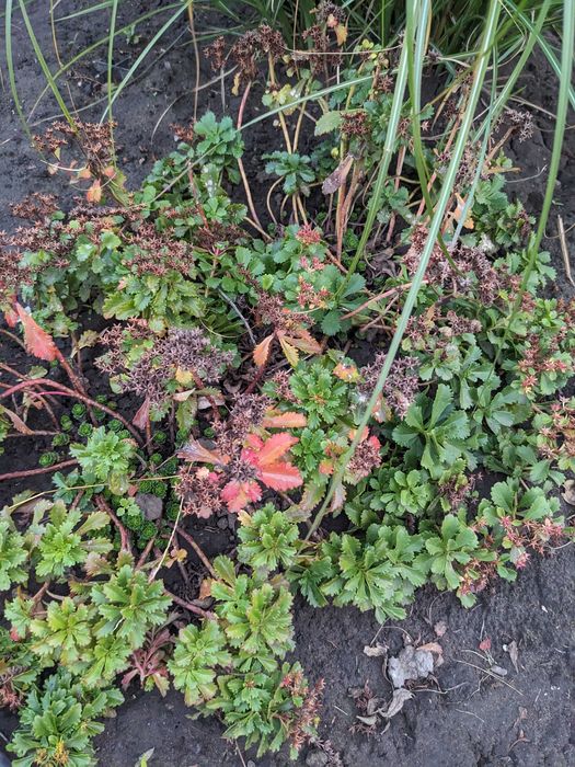 Многолетники излишки продам