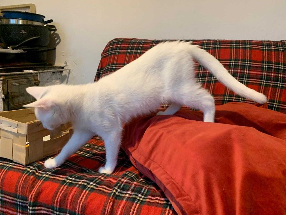 5 miesieczna sliczna koteczka do adopcji