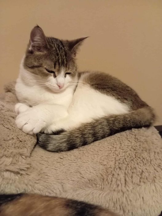 Piękna kotka Prosecco