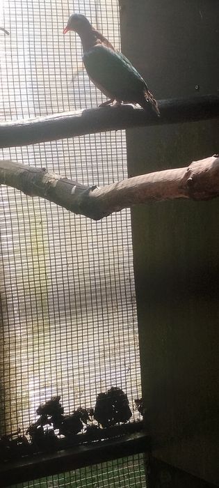 Vendo macho de rola esmeralda