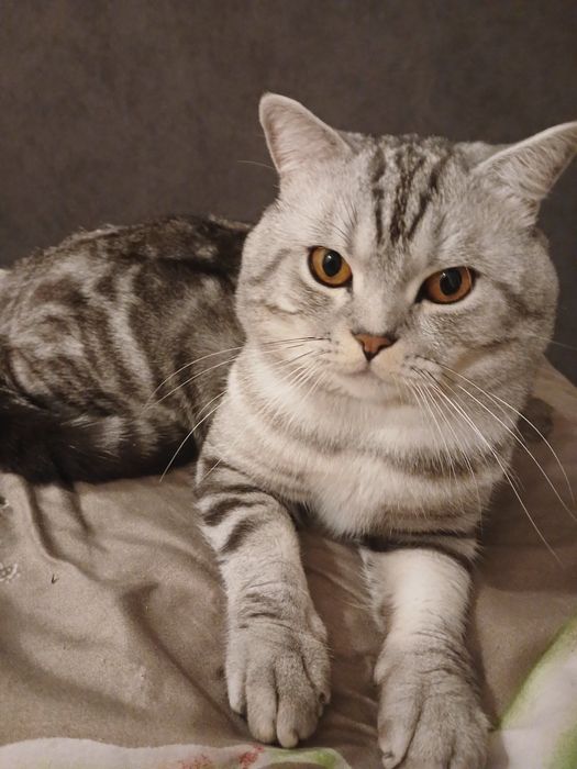 Чистокровний шотландець шукає наречену