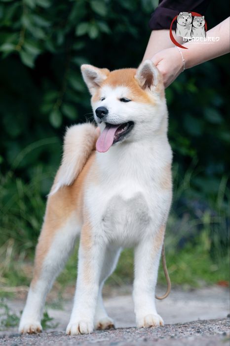 Мрієте про акіту ? Найкращі тут