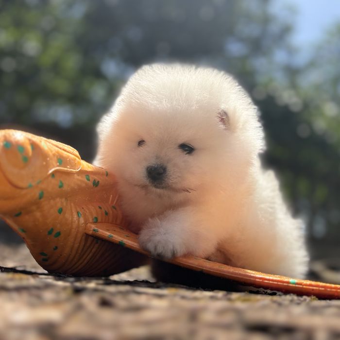 ляльковий ведмедик шоу классу