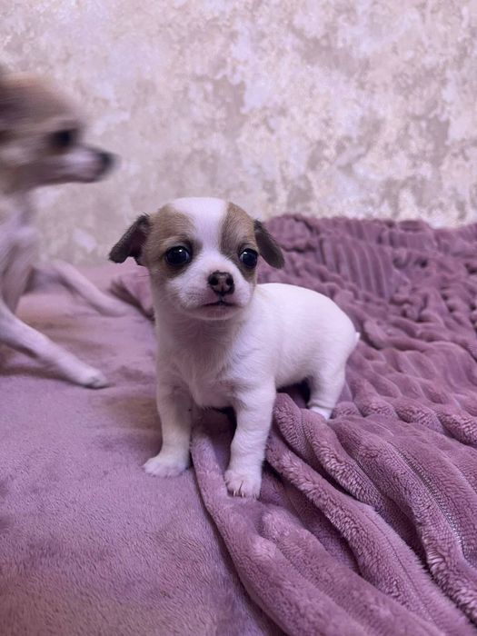 Дівчата Чихуахуа (бронювання)
