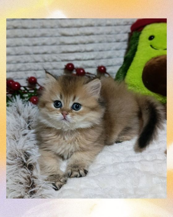 Шикарний пухнастий красунчик Золота Шиншила британчик