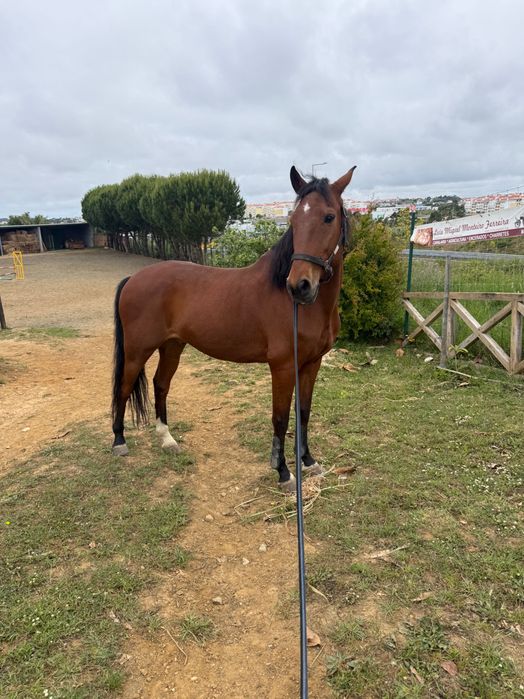 Cavalo Castanho Castrado