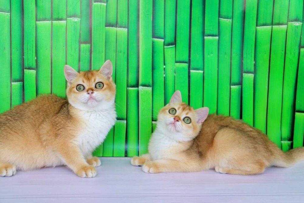 Интересный британский котёночек в золотой плюшевой шубке