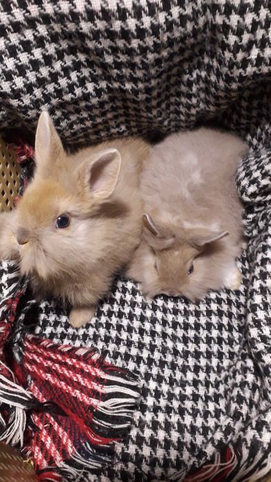 Декоративні кролики