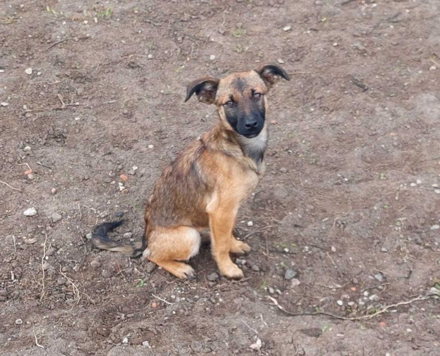 Девочки в добрые руки