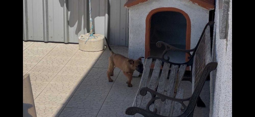Cão de trabalho, lindo exemplar