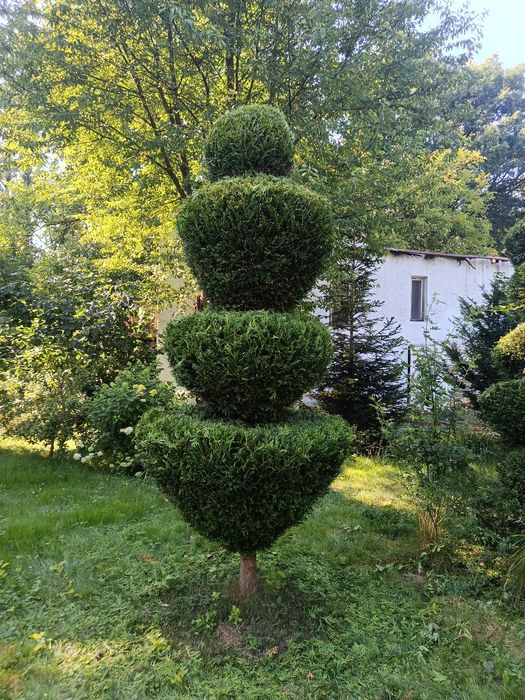 Pielęgnacja ogrodów - Tuje • Cięcia • Koszenie / Dąbrowa Górnicza