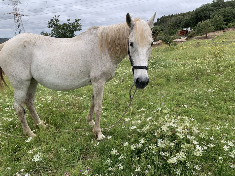 Egua lusitana Pura Montada e Prenha de cavalo pontuado
