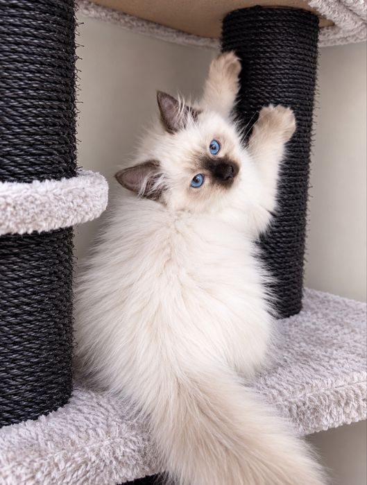 Ragdoll kotki i kocurki do rezerwacji FPL