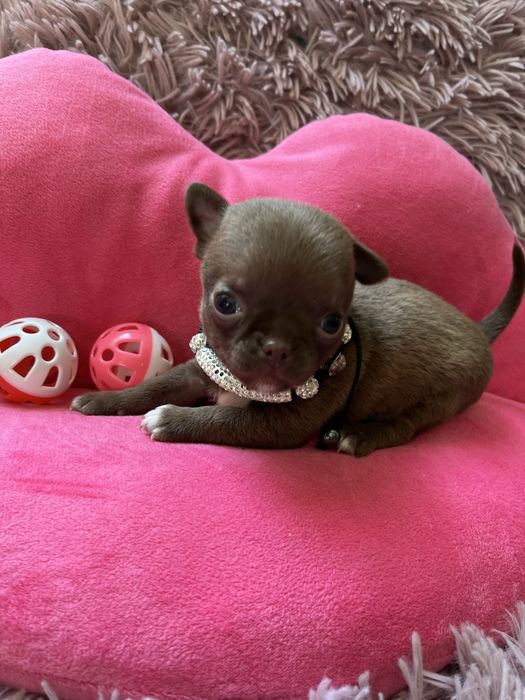 Suczka chihuaha miniaturka