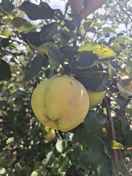 Marmelos biológicos Qualidade A