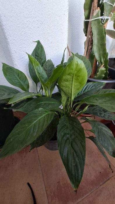 Dieffenbachia e lirio da paz