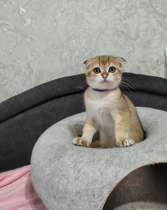 Шотландські кошенята