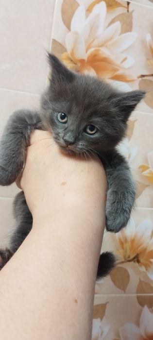 Віддам в гарні руки котенят