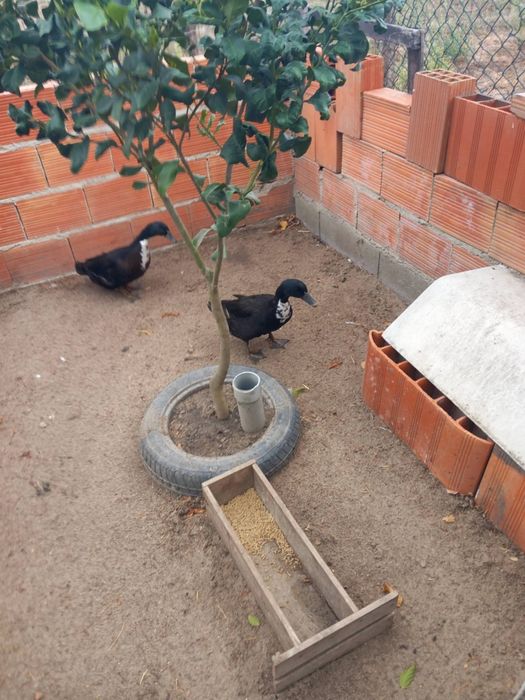Patos kakis,e patas mudas