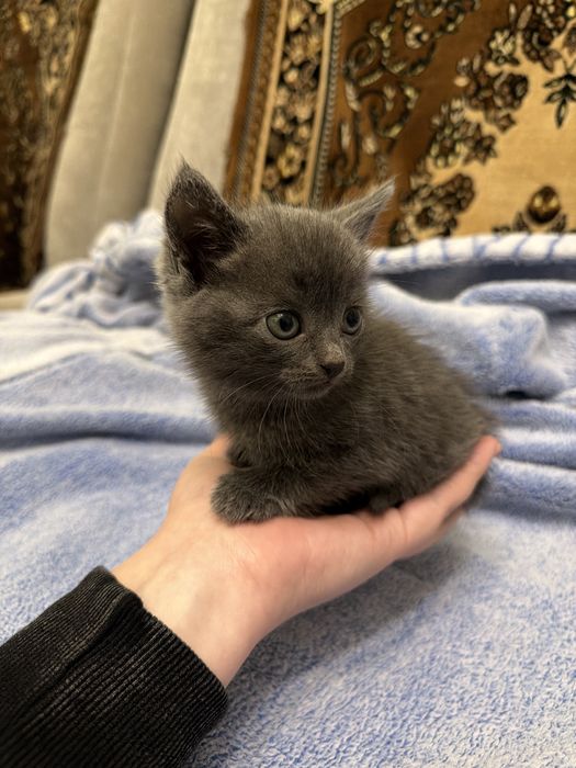 Кошеня (хлопчик) у добрі та люблячі руки