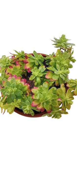 Suculenta em vaso de barro